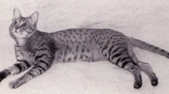 Cats breed otqiq: little home leopards
